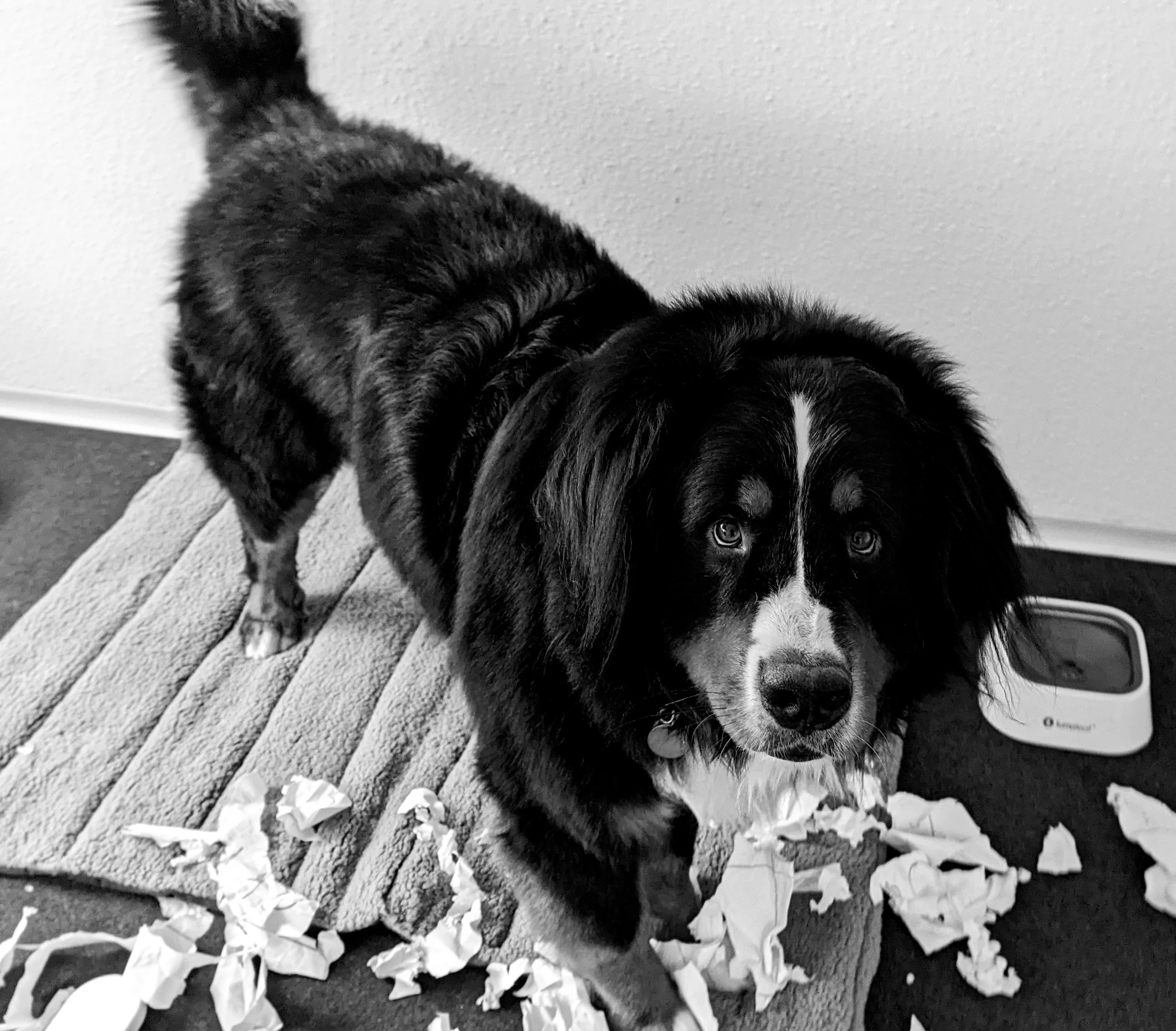 Pumba the office dog